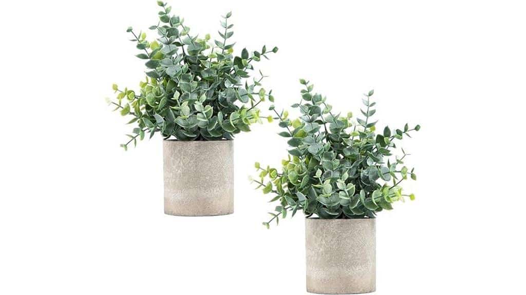 eucalyptus potted plants decor